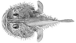 Lophiodes miacanthus.jpg