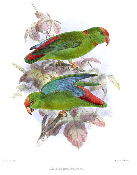 File:LoriculusRegulusKeulemans.jpg