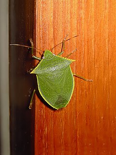 <i>Loxa</i> Genus of true bugs