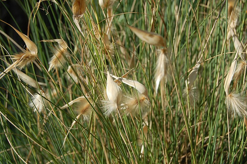 File:Lygeum spartum Toulouse.jpg