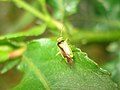 Lygocoris viridis