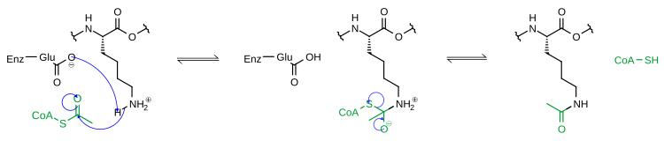 Mechanismus der Lysin-Acetylierung