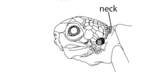 Standard Event System character depiction M4. Neck scales (V13d).png