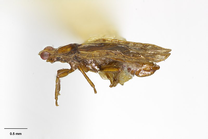 File:MA I321232 TePapa Xenophyes-forsteri-Drake full.jpg