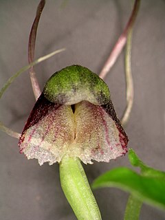 <i>Corybas vitreus</i> Species of plant