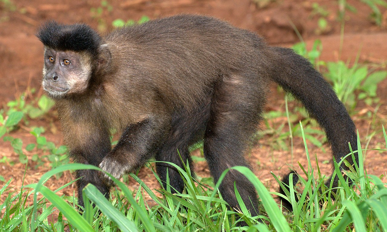 Macaco-prego  Animals beautiful, Africa animals, Rare animals