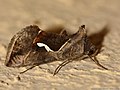 Macdunnoughia confusa (Stephens, 1850)