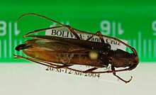 Kumbang tanduk macroeme priapica.