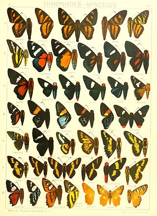 <i>Ardaris</i> Genus of butterflies