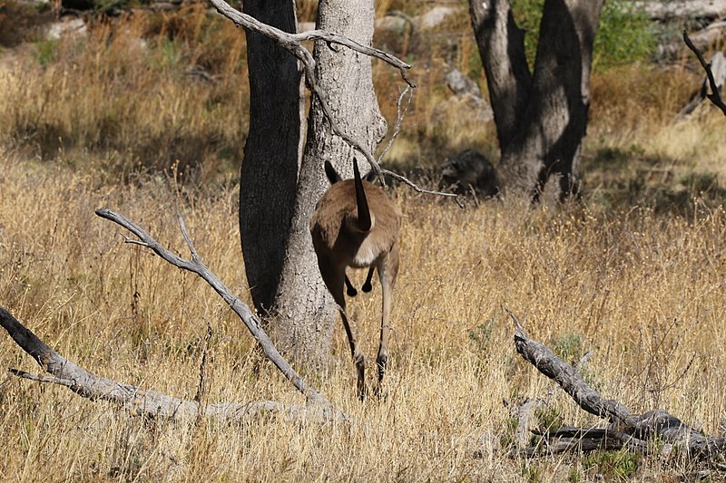 File:Macropus fuliginosus (32623081146).jpg