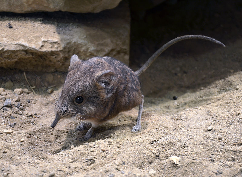 File:Macroscelides proboscideus Basel Zoo 28102013.jpg