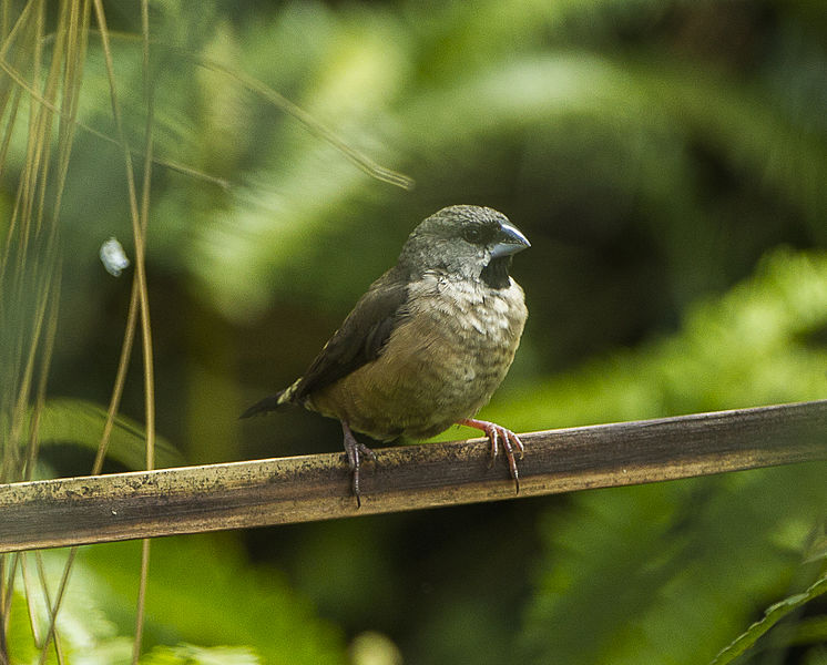 File:Madagascar Munia - Madagascar S4E6942 (22568997107).jpg