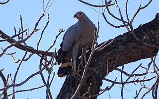 <span class="mw-page-title-main">Madagascar harrier-hawk</span> Species of bird