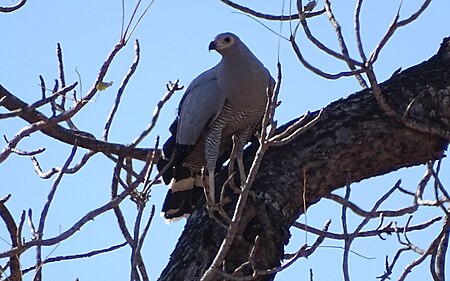 Polyboroides radiatus