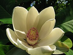 Magnolia au Jardin Jungle Karlostachys.jpg