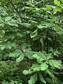 Magnolia tripetala in the Morris Arboretum