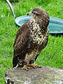 Buizerd