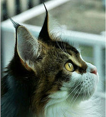 Face profile with typical lynx ear tips Maine coon profile.jpg
