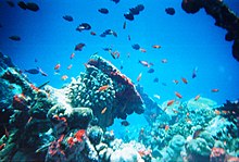 The rich diversity of marine life inhabiting coral reefs attracts bioprospectors. Many coral reefs are overexploited; threats include coral mining, cyanide and blast fishing, and overfishing in general. Maldivesfish2.jpg