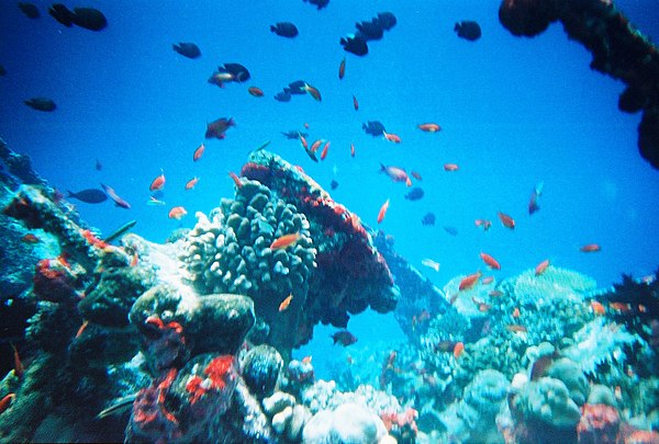 Coral reefs form complex marine ecosystems with tremendous biodiversity