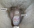 Male Genitals plus Description.JPG