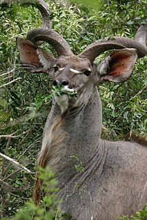 Kudu common name, for mammals