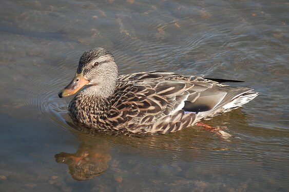 Mallard (Anas platyrhynchos), Female