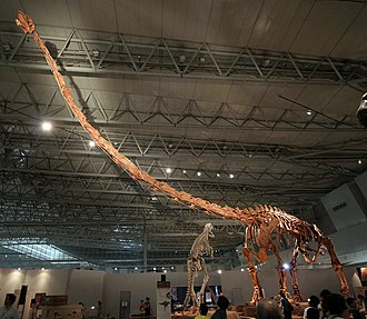 Skeleton of Mamenchisaurus sinocanadorum from the Middle-Late Jurassic of China Mamenchisaurus in Japan.jpg