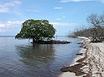 Vignette pour Cayo Levisa