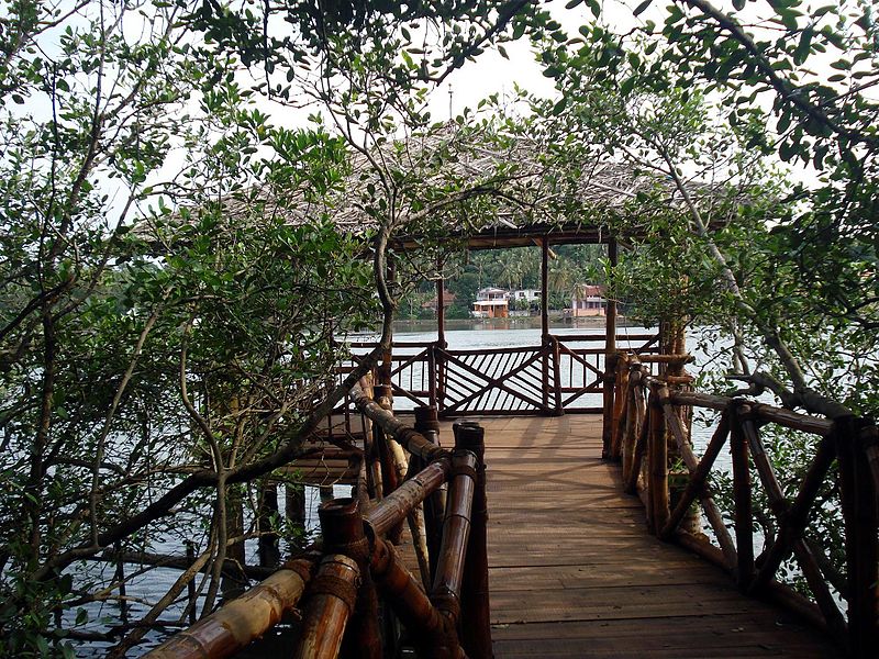 File:Mangroves park pappinisseri7.JPG