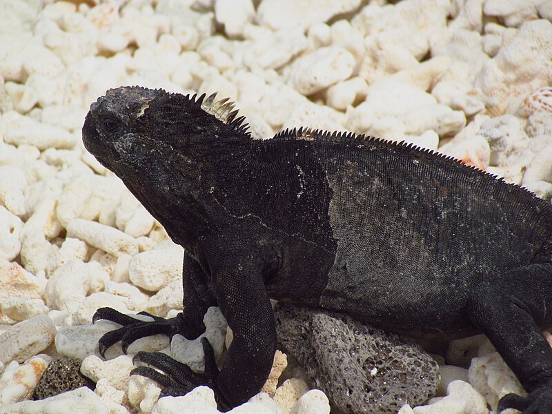 File:Marine Iguana (A. c. nanus), male, Genovesa Island.jpg