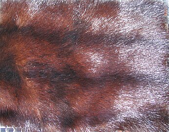 Nerzmurmelfell Teil einer nerzgefärbten, grotzierten Murmeltafel. Man sieht die nicht dem natürlichen Fell entsprechenden dunklen Grotzen (Fellrücken). 2008, ca. 35 Jahre alt