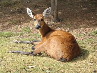 Marsh deer Marsh deer.jpg