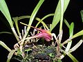 Masdevallia civilis flower