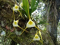 Masdevallia tonduzii