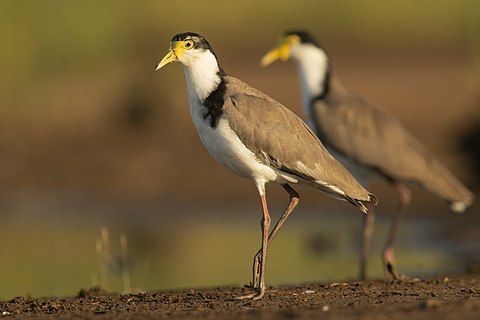 Masked Lapwing