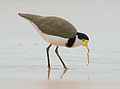 A masked lapwing feeding on a sand worm