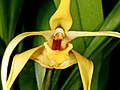 Maxillaria arachnites