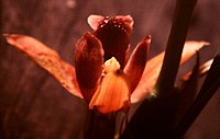 Maxillaria desvauxiana Mapinguari desvauxianus