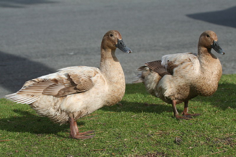 File:Mducks03262006.JPG