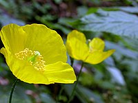 Meconopsis cambrica