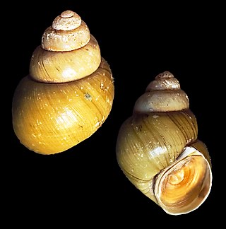 <i>Mekongia</i> Genus of molluscs