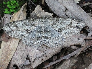 <i>Melanolophia canadaria</i> Species of moth