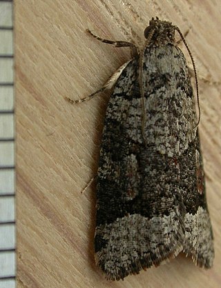 <i>Meritastis</i> Genus of tortrix moths