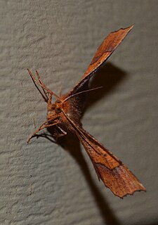 <i>Metarranthis homuraria</i> Species of moth