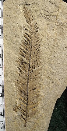 A Metasequoia occidentalis fossil, from the same species as Oregon's official state fossil Metasequoia branchlet 03.jpg