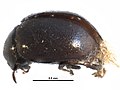 Miniatura Microweiseinae