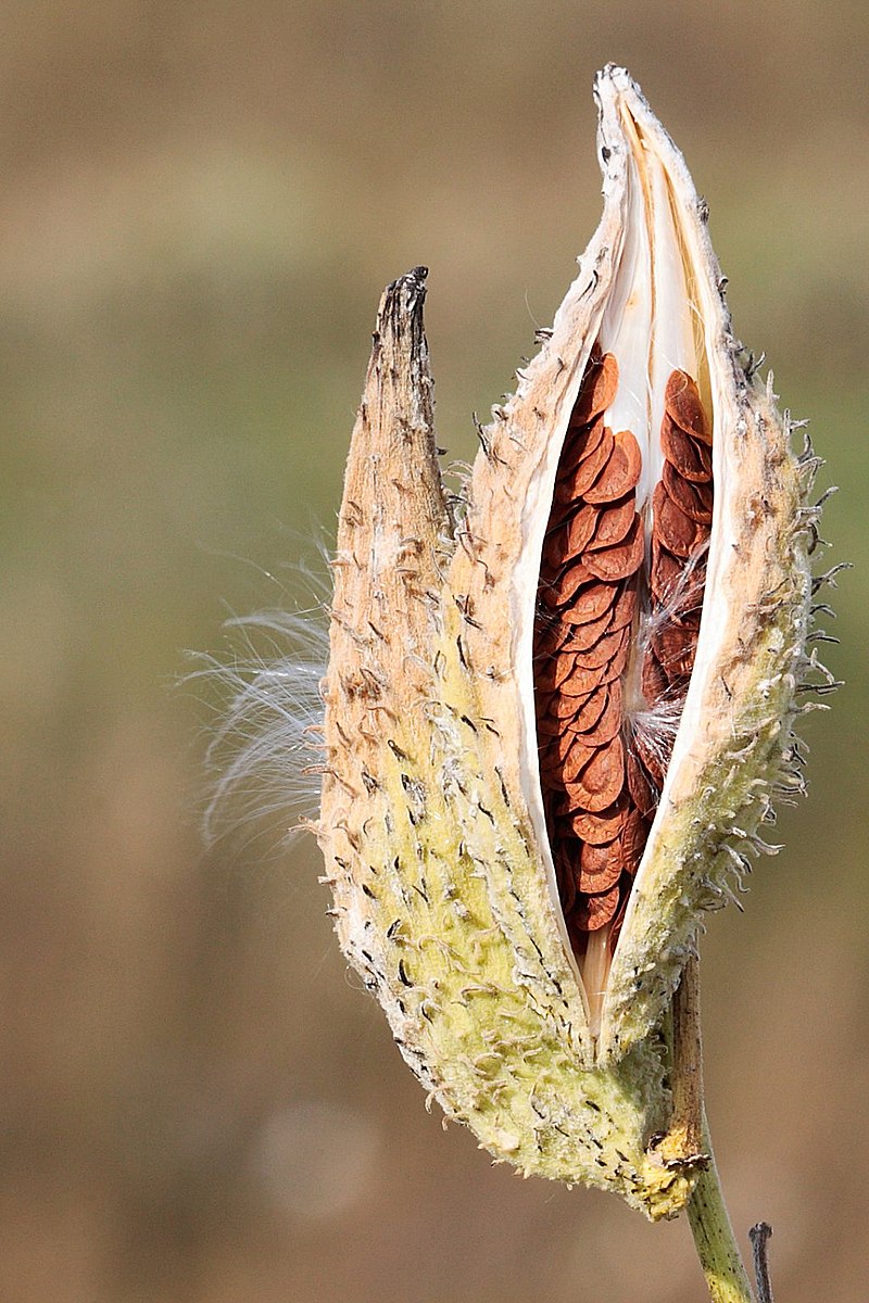 Fruto y semillas de caoba; son evidentes los segmentos de la cápsula