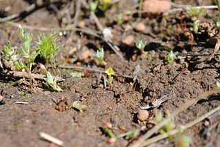 <i>Diplacus pygmaeus</i> Species of flowering plant