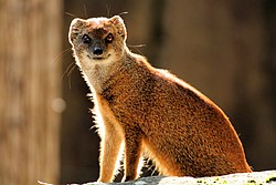 Mongoose - Newquay Zoo (15318303340).jpg